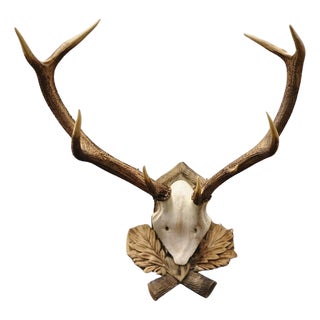 Antique Black Forest Victorian Wall Mounted Taxidermy Large Deer Skull & Antlers For Sale