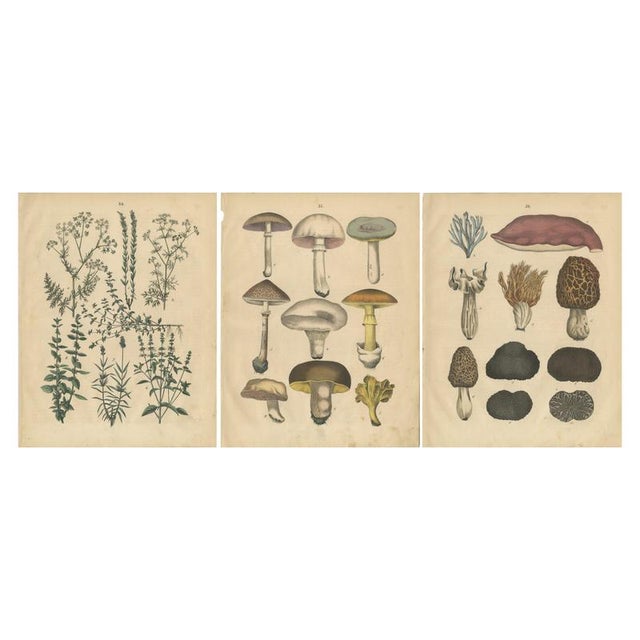 Calwer, Herbs and Mushrooms Botanical Plates, Natural History Set, 1852, Prints, Set of 3 For Sale - Image 9 of 9