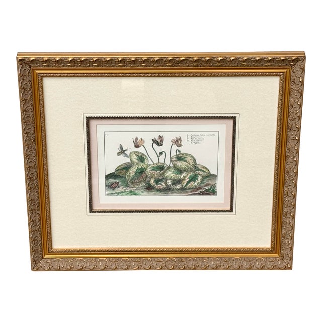 Vintage Framed Cyclamen Flower Print For Sale