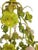 Chelsea House Inc Vintage Tole Chinoiserie Italian Painted Lime Pale Green Rose 5 Light Chandelier For Sale - Image 4 of 10