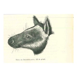 Paul Gervais, Tree-Kangaroo, 1854, Lithograph For Sale