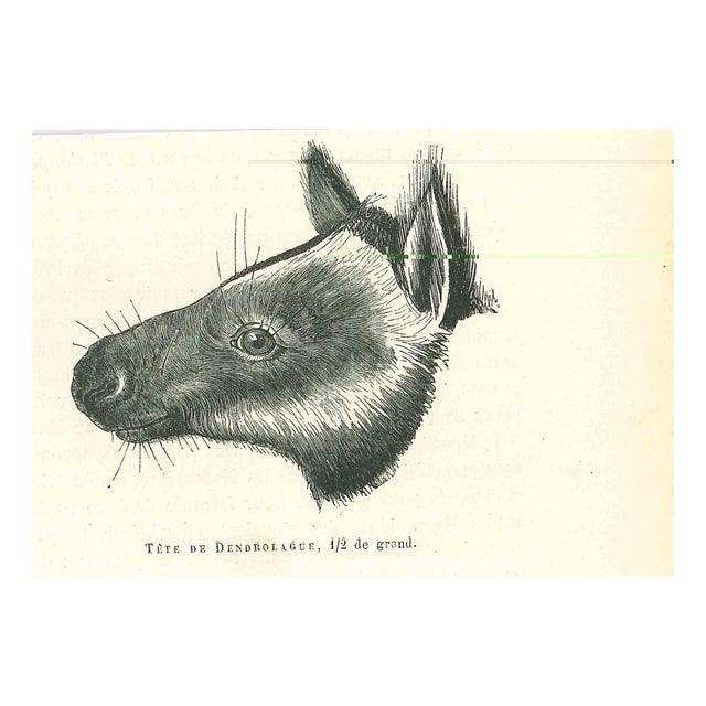Paul Gervais, Tree-Kangaroo, 1854, Lithograph For Sale