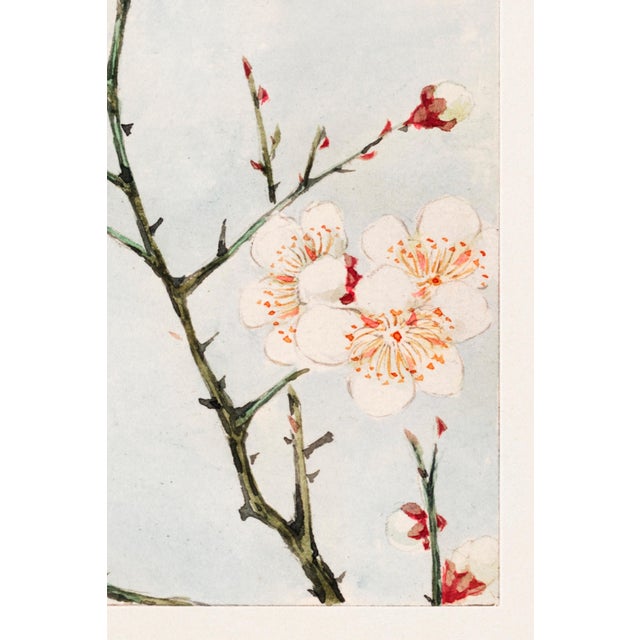 Not Yet Made - Made To Order Plum Branches With Blossoms (C. 1870–1880) by Megata Morikaga, Japanese Botanical Art Print Reproduction, 24" × 36" For Sale - Image 5 of 6