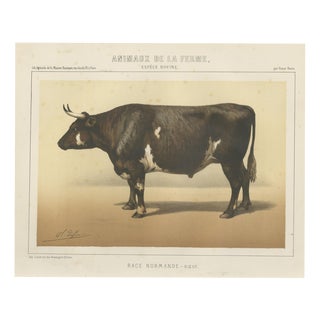 Borie, Normandy Ox, French Cattle Breed, 1863, Chromolithograph For Sale