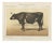 Borie, Normandy Ox, French Cattle Breed, 1863, Chromolithograph For Sale
