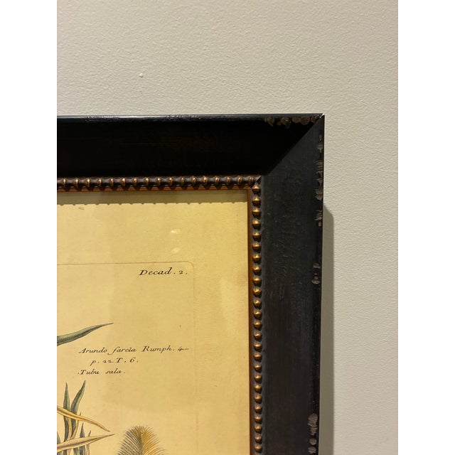 Vintage French Arundo Farcla Botanical Print in Distressed Black & Gold Frame For Sale - Image 4 of 5