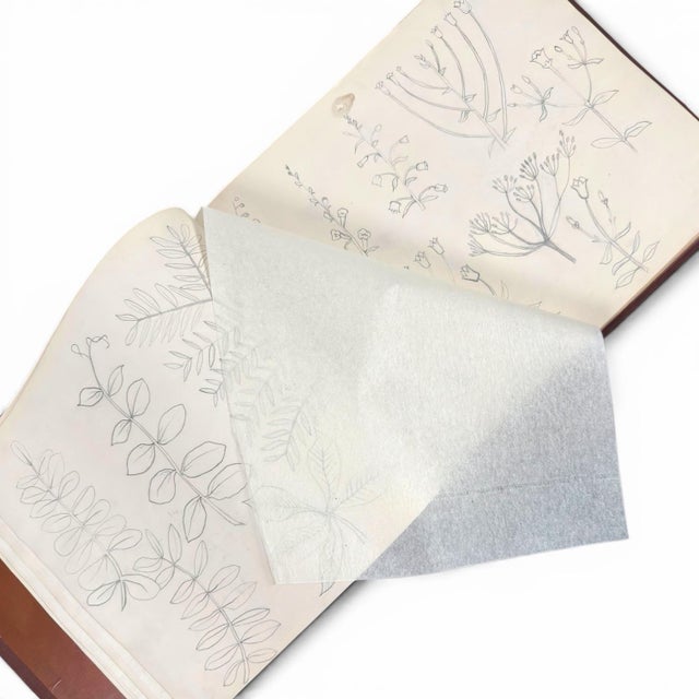 1900 - 1909 c.1900 Herbarium Album With 26 Specimens, Hand-Drawn Studies & Calligraphic Manuscript For Sale - Image 5 of 12