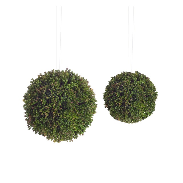 Transform your home with the beauty of nature using this set of Seedum Orbs. Made from durable plastic and designed to...