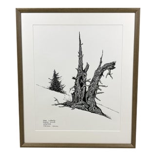 1980s Steve LeBailly Signed Pen & Ink Drawing "Burma Road Juniper" Mackay, Idaho For Sale
