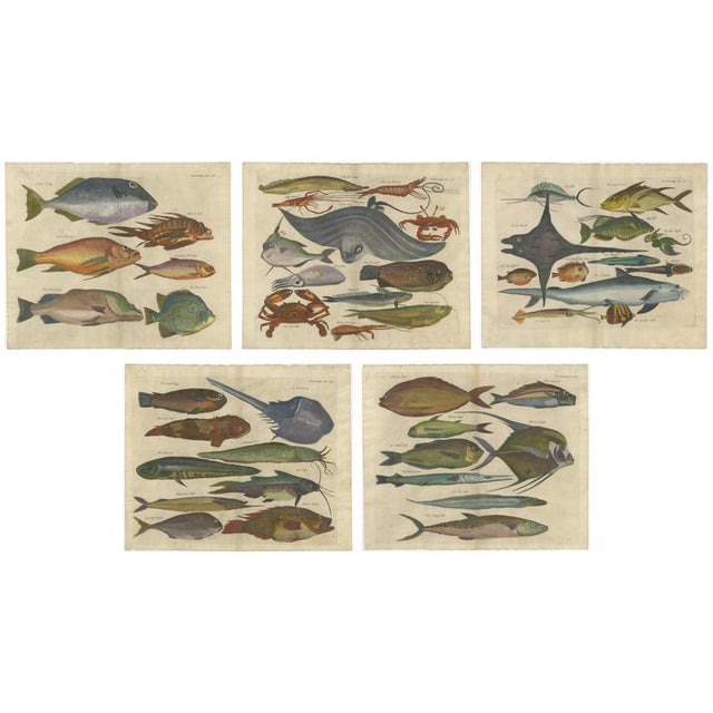 John Nieuhoff, Exotic Fish, 1800s, Paper, Set of 5 For Sale - Image 10 of 10