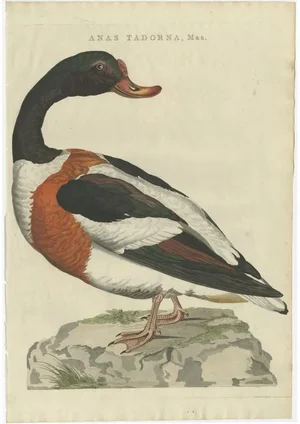Sepp, Houttuyn & Nozeman, The Male Common Shelduck, 1789, Print