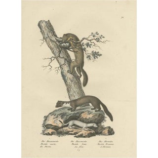 Brodtmann, A Pine Marten, Mink and Ermine, 1827, Print For Sale