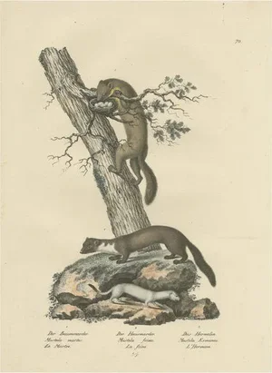 Brodtmann, A Pine Marten, Mink and Ermine, 1827, Print