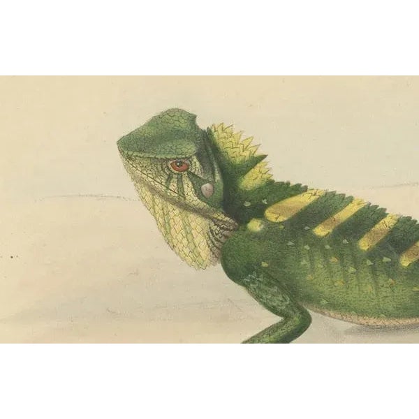 Schlegel, Herpetological Illustration of Green Crested Lizards, 1837, Print For Sale - Image 3 of 6
