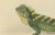 Schlegel, Herpetological Illustration of Green Crested Lizards, 1837, Print For Sale - Image 3 of 6