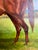Original Oil Equestrian Painting of Man O’ War by Scharff For Sale - Image 9 of 12