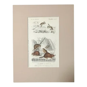 Original Antique D'Orbigny Hand-Colored Engraving, Beaver & Gerboa, in 11x14 Mat