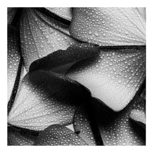Ugne Pouwell, Petal Wings, 2024, Photography