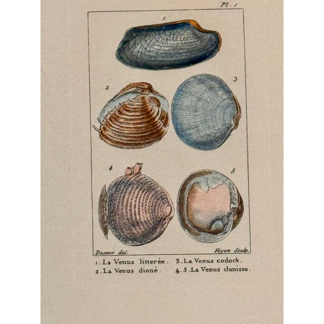 Late 18th Century Set of Six 18th Century French Hand Colored Shell Engravings Panckoucke Tableau Encyclopédique c.1790 For Sale - Image 5 of 8