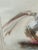 Nancy Willis Berlin Nude Signed Pastel/Oil on Paper, Circa 1985 For Sale - Image 11 of 11