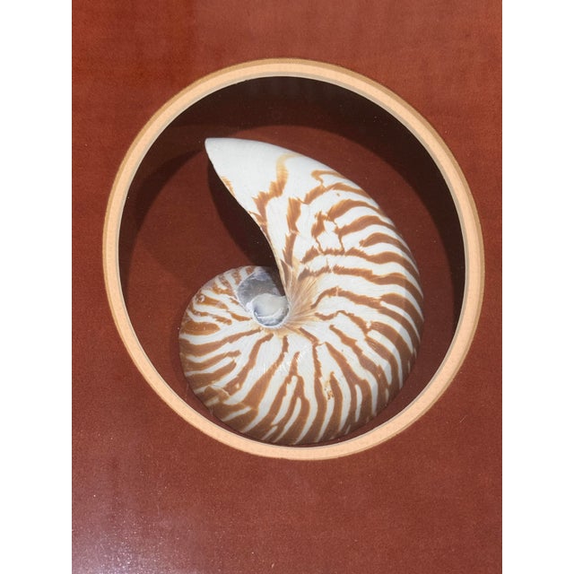 Vintage Framed Nautilus Seashell For Sale - Image 9 of 11