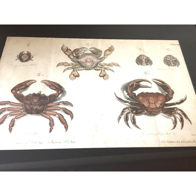 Illustration Group of Four Crustaceans Studies 1793 by f.d. Heidenreich For Sale - Image 3 of 18