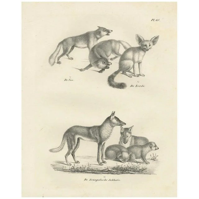 Foxes and Fennec Fox and Senegal Jackal in the Wild, 1836, Lithograph For Sale - Image 10 of 10