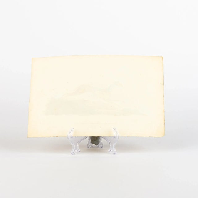 E. Donovan & F.C. & J. Rivington, Nature Illustration, Feb 1820, Hand-Colored Copperplate Engraving For Sale - Image 5 of 6