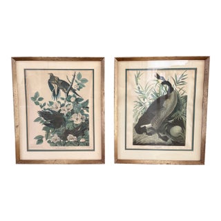 Pair of Vintage Framed Bird Illustration Lithographs by John James Audubon For Sale