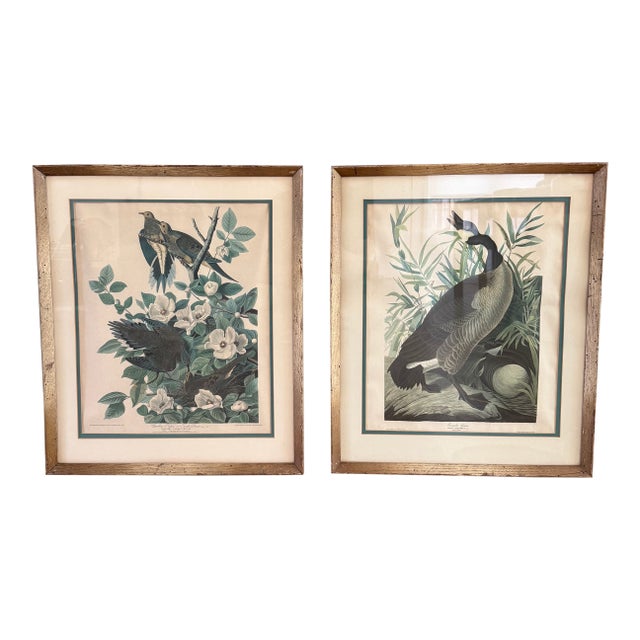 Pair of Vintage Framed Bird Illustration Lithographs by John James Audubon For Sale