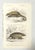 Up for sale is this antique hand-colored engraving from Charles D'Orbigny's "Dictionnaire Universel d'Histoire Naturelle",...