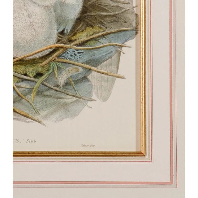 Eagle or Horned Owl: A Framed Original 19th C. Hand-Colored Lithograph by John Gould and Henry Constantine Richter, 1862-1873 For Sale - Image 4 of 5