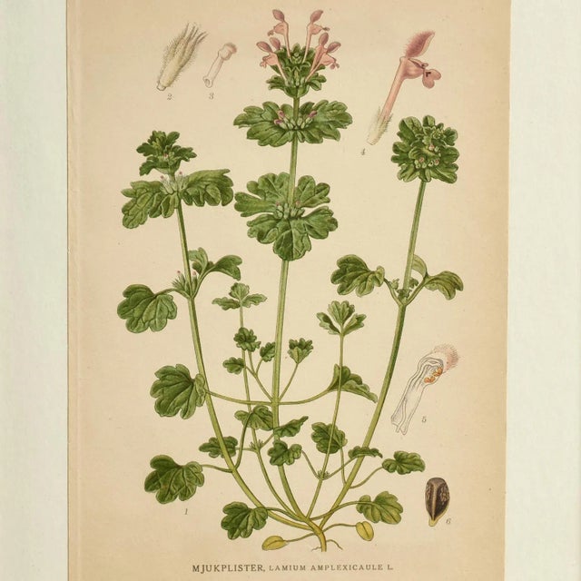 Antique Group of Nine Hand Colored Botanical Prints For Sale - Image 18 of 18