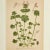 Antique Group of Nine Hand Colored Botanical Prints For Sale - Image 18 of 18