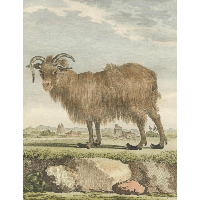 After Jacques de Sève, Iceland Sheep, 1769, Prints, Set of 2 For Sale - Image 4 of 10
