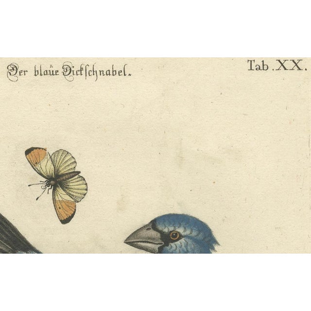 An 18th-century hand-colored copper engraving by Johann Michael Seligmann, based on an illustration by George Edwards. The...