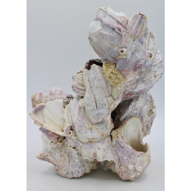 Mid 20th Century Vintage Organic Modern Coastal Barnacle Conglomerate Sculpture For Sale - Image 5 of 11