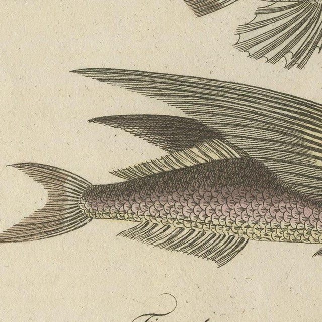 Beige Bertuch, Flying Fish with a Flying Gurnard, 1805, Print For Sale - Image 8 of 12