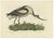 Late 18th Century Sepp & Nozeman, The Pied Avocet, 1770, Print For Sale - Image 5 of 5