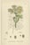 Sowerby, Botanical Herbs: Green Umbellifers, 1902, Prints, Set of 4 For Sale - Image 5 of 10