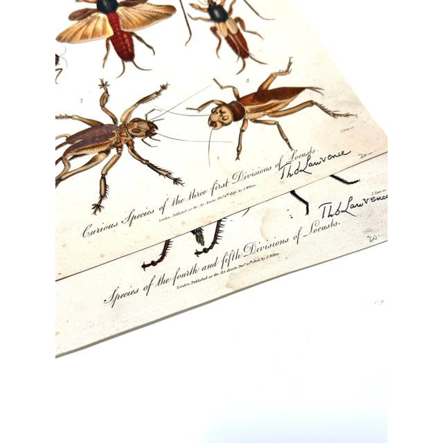 1806 Hand-Colored Entomology Engravings by J. Wilkes – Set of 2 For Sale - Image 9 of 12