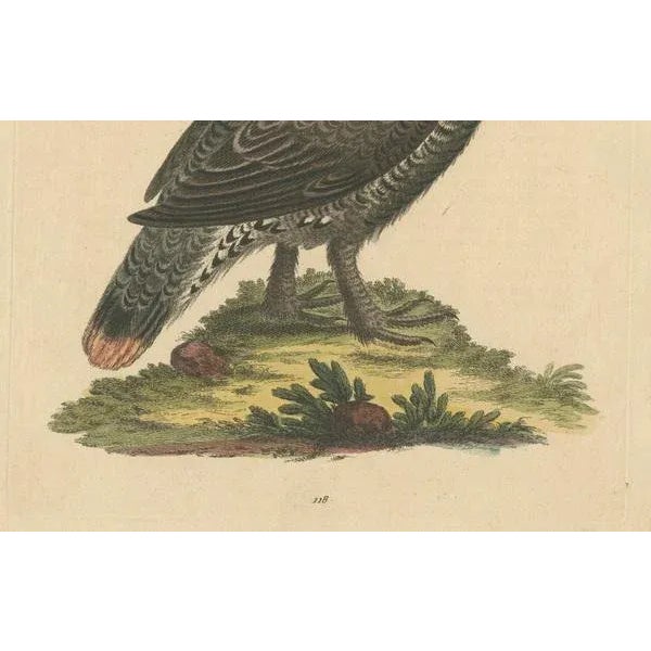 George Edwards, The Black and Spotted Heath Cock, 1746, Engraving on Paper For Sale - Image 4 of 10