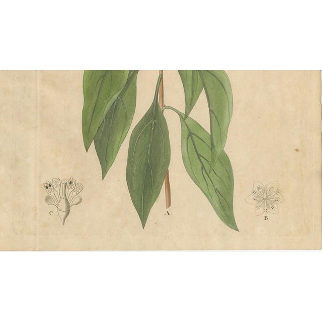Antique Camphor Botanical Print Laurus Camphora, 1831 For Sale - Image 5 of 10