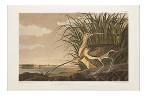 1990s Long-Billed Curlew After Audubon, Large Cottage Style Print