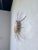 Sun Wall Sconce, 1950s For Sale - Image 18 of 18
