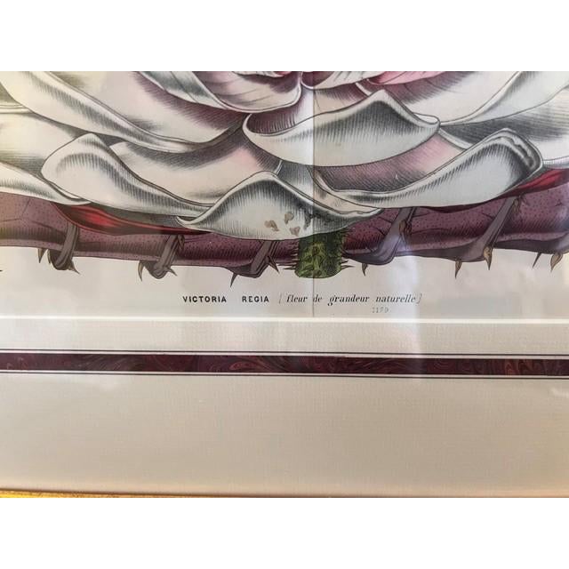 This piece is a classical color lithographic plate depicting the Victoria Regia, a giant water lily native to the Amazon...