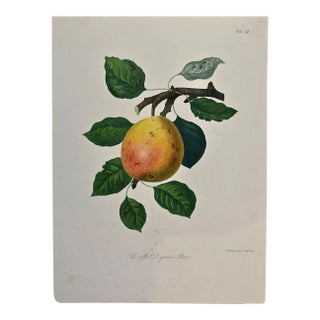 Sir William Hooker19th Century Hand-colored Engraving of a Red Doyenne Pear by Sir William Hooker, 1810 For Sale