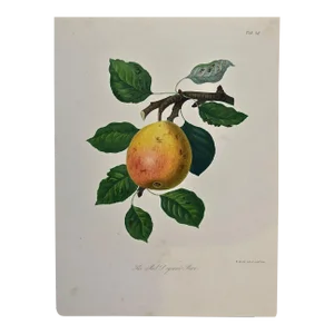 Sir William Hooker19th Century Hand-colored Engraving of a Red Doyenne Pear by Sir William Hooker, 1810
