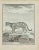 L'Ocelot is an etching realized by Jean Charles Baquoy in 1771. It belongs to the suite "Histoire Naturelle de Buffon"....