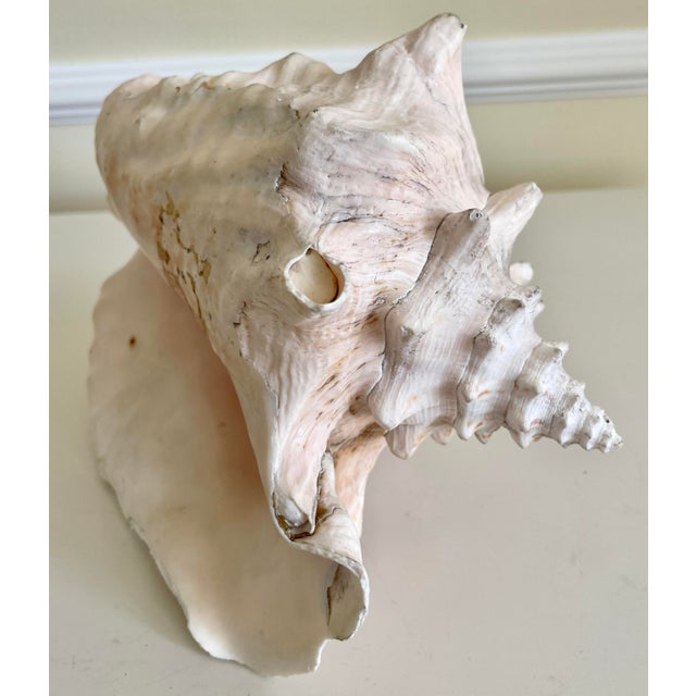 Large Vintage Conch Shell For Sale - Image 4 of 9